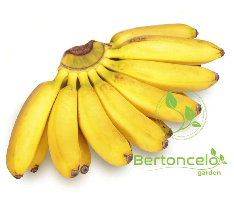 Banana Ouro