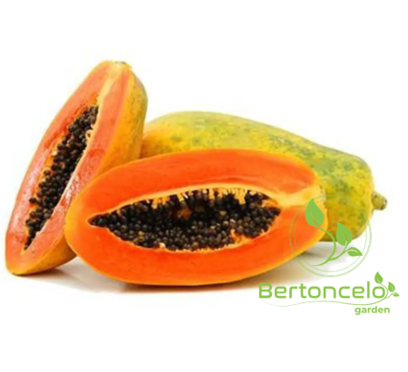 Mamão Formosa