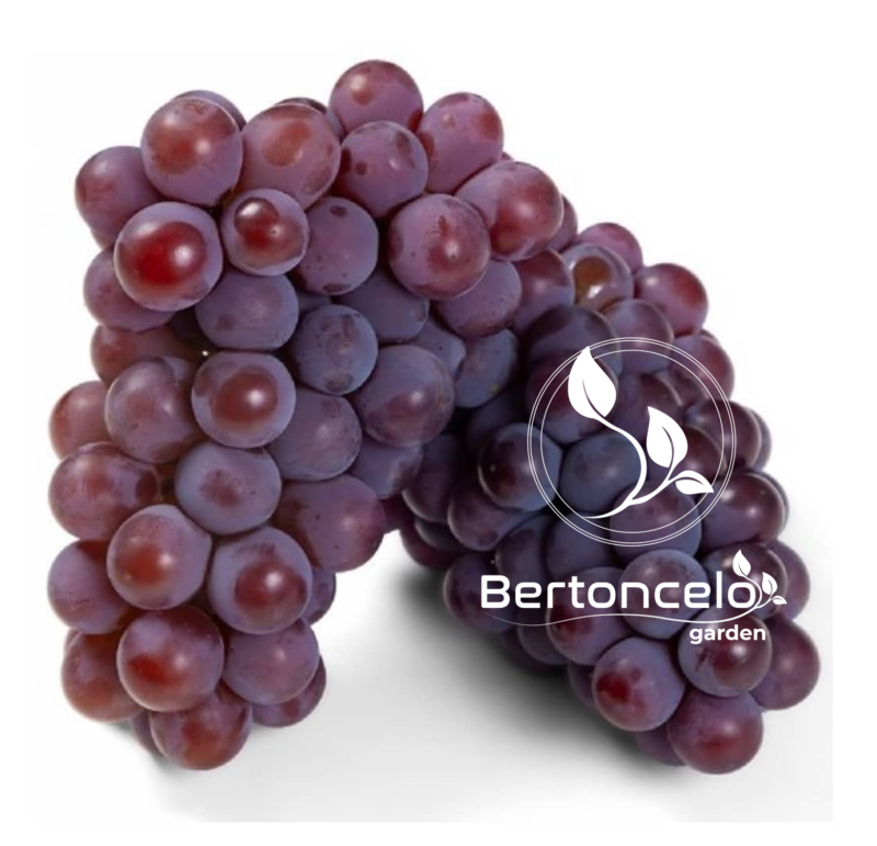 Uva Niágara Rosada