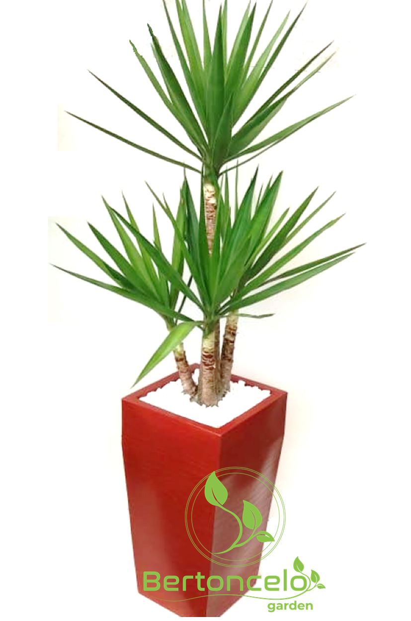 Yucca no vaso mod. Veneza 60×32 c/ Aba Alta em Polietileno