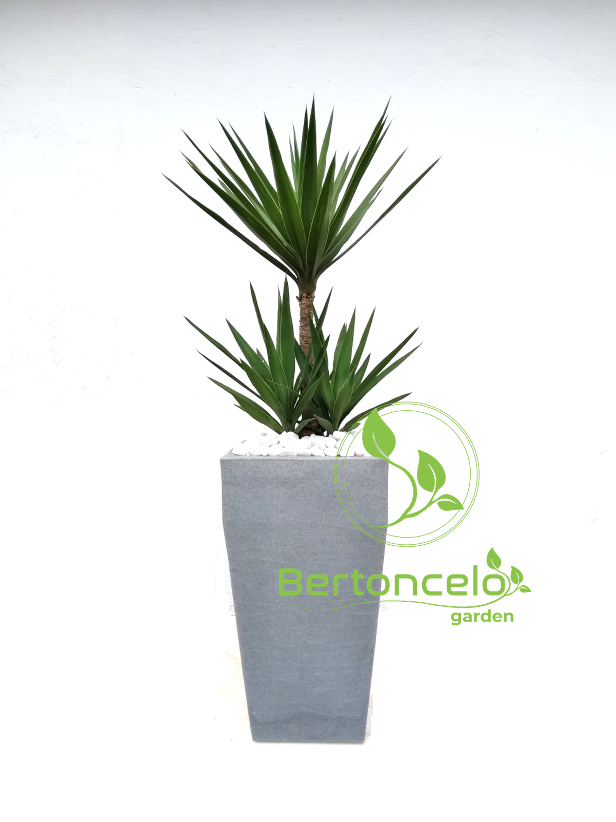 Yucca no vaso mod. Veneza 60×32 c/ Aba Alta em Polietileno – Bertoncelo  Garden