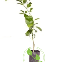 Laranja Sanguínea - Image 2