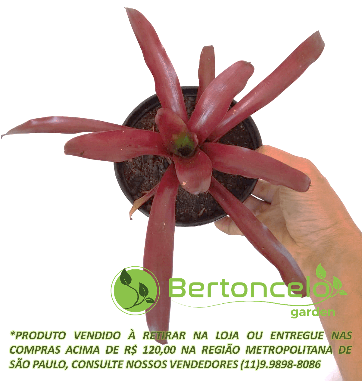 Bromélia Vermelha no pote nº14 – Bertoncelo Garden