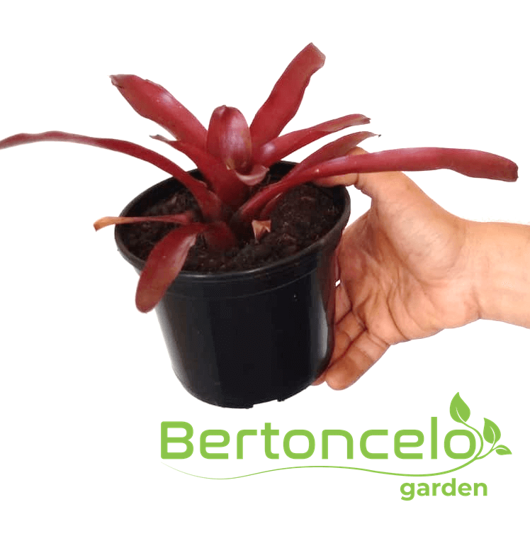 Bromélia Vermelha no pote nº14 – Bertoncelo Garden