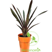 Bromélia Guzmania