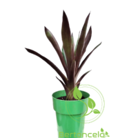 Bromélia Guzmania - Image 2