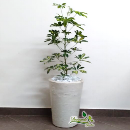 Cheflera no cone 42x34 - Schefflera