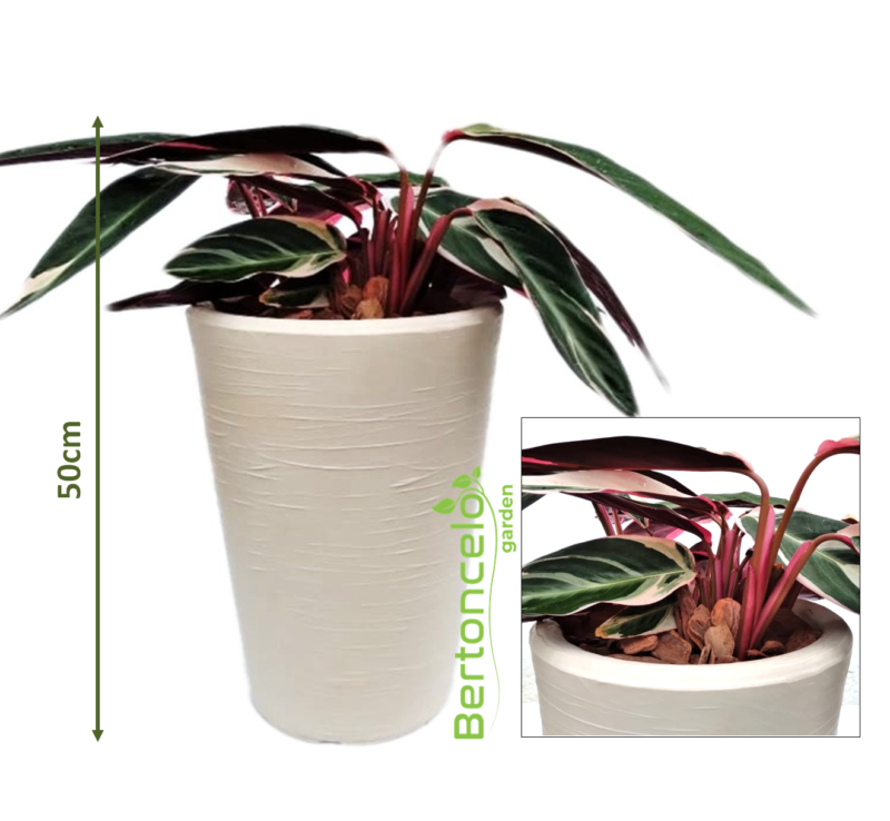 Maranta no cone 37x28 - Image 4