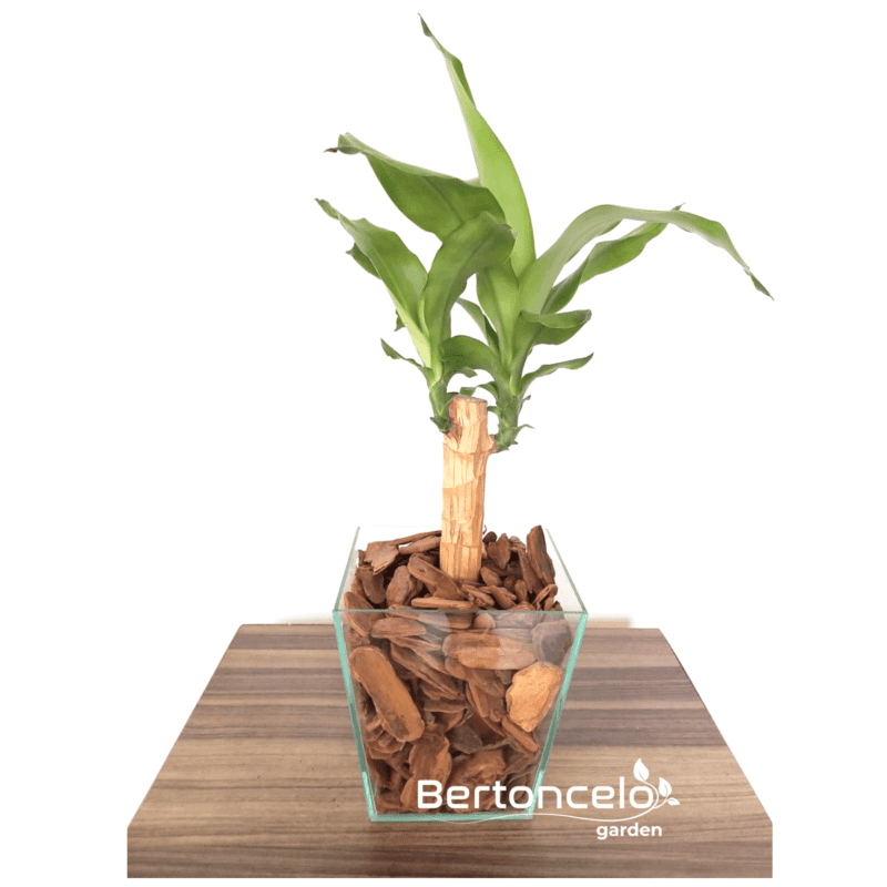 Dracena pau D'água no vaso de vidro – Bertoncelo Garden