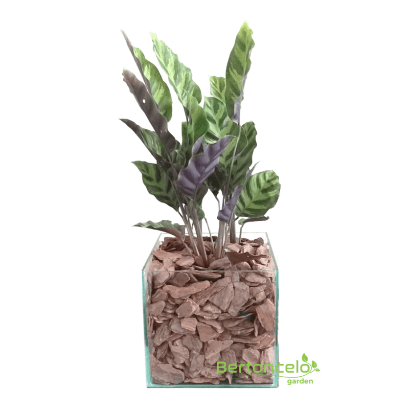 Maranta no vaso de vidro