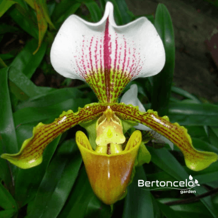 orquídea – Bertoncelo Garden