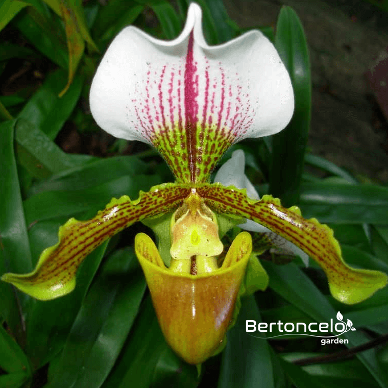 Orquídea Sapatinho – Bertoncelo Garden
