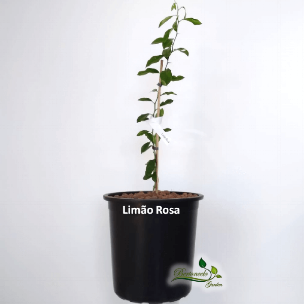 Limão Rosa plantado no vaso – Bertoncelo Garden