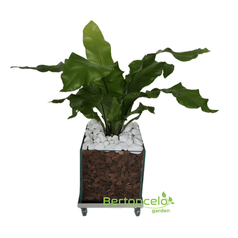 Asplenium no vaso de vidro mod. 25x25 cm