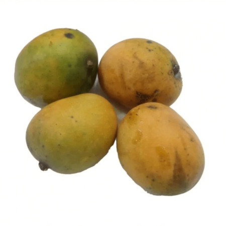 Manga Coquinho - Mangueira