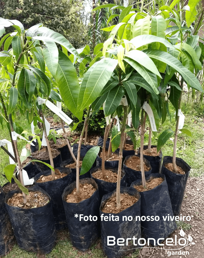 Manga Palmer Enxertada - Mangueira 90cm - Image 2